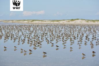 Vogelschutzinsel Minsener Oog - eine vogelkundige Wattwanderung mit dem WWF
